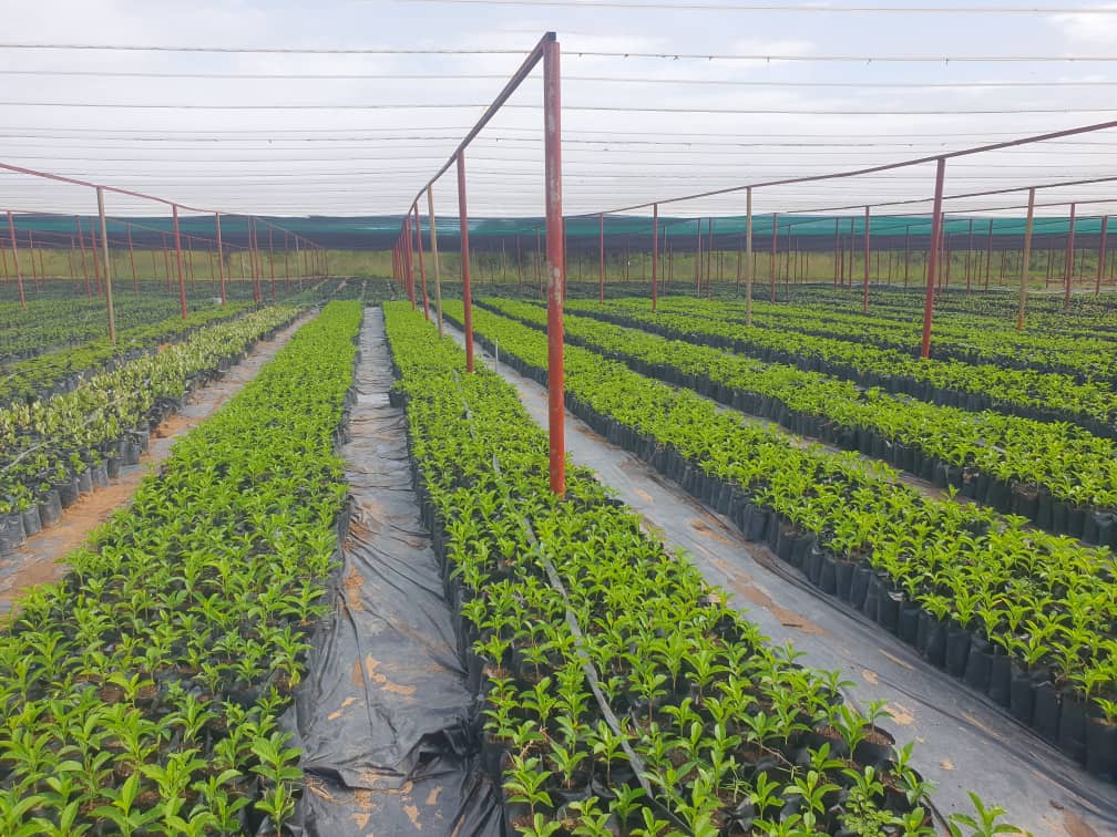 1.5 Million seedlings by CIOOH to green Mutoko District